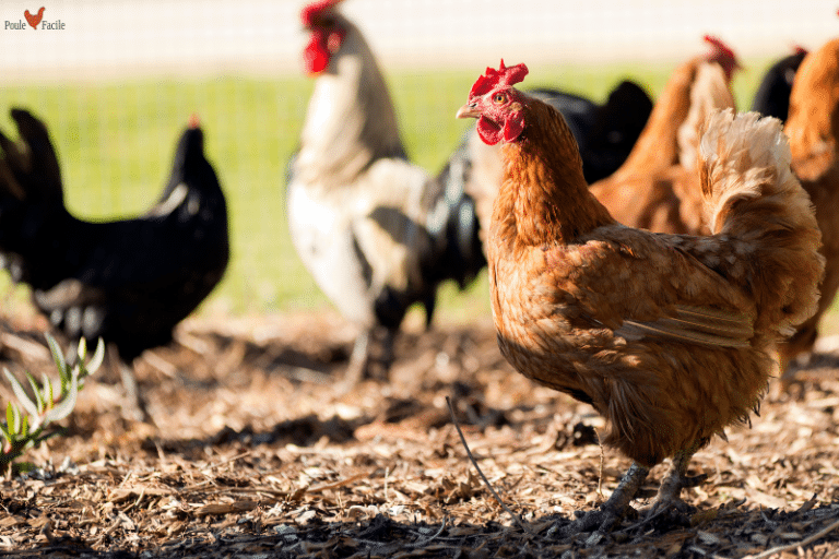 Pourquoi Ma Poule A La Crete Qui Tombe Pourquoi ma poule a-t-elle la diarrhée ? - Poule Facile