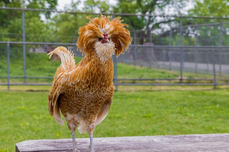poule padoue
