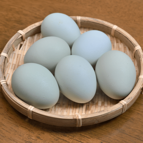 œuf bleu