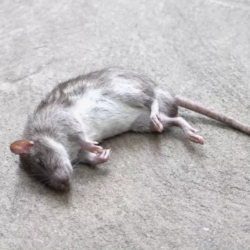 rat mort