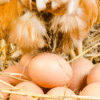 combien de temps met une poule pour pondre un œuf