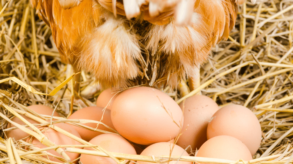 combien de temps met une poule pour pondre un œuf