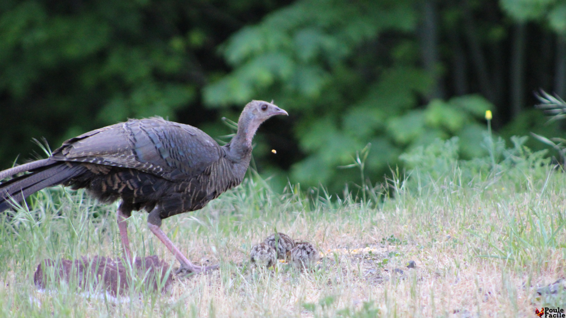 poule sauvage