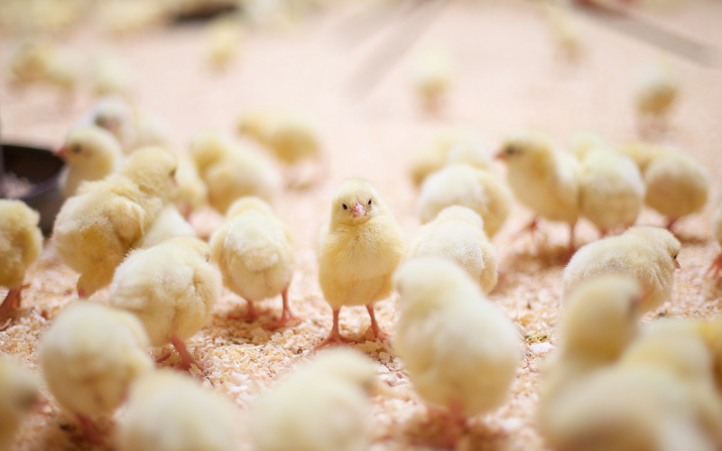 elevage poussin