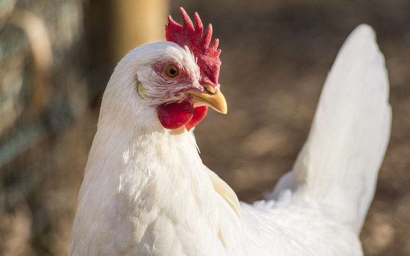 leghorn